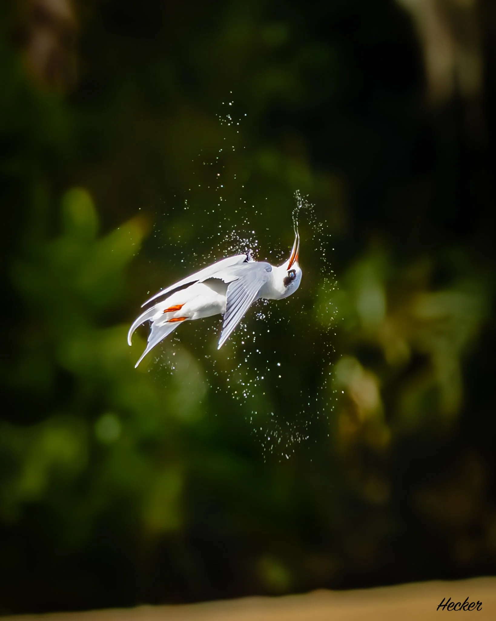 Turning Tern,
Charleston, South Carolina