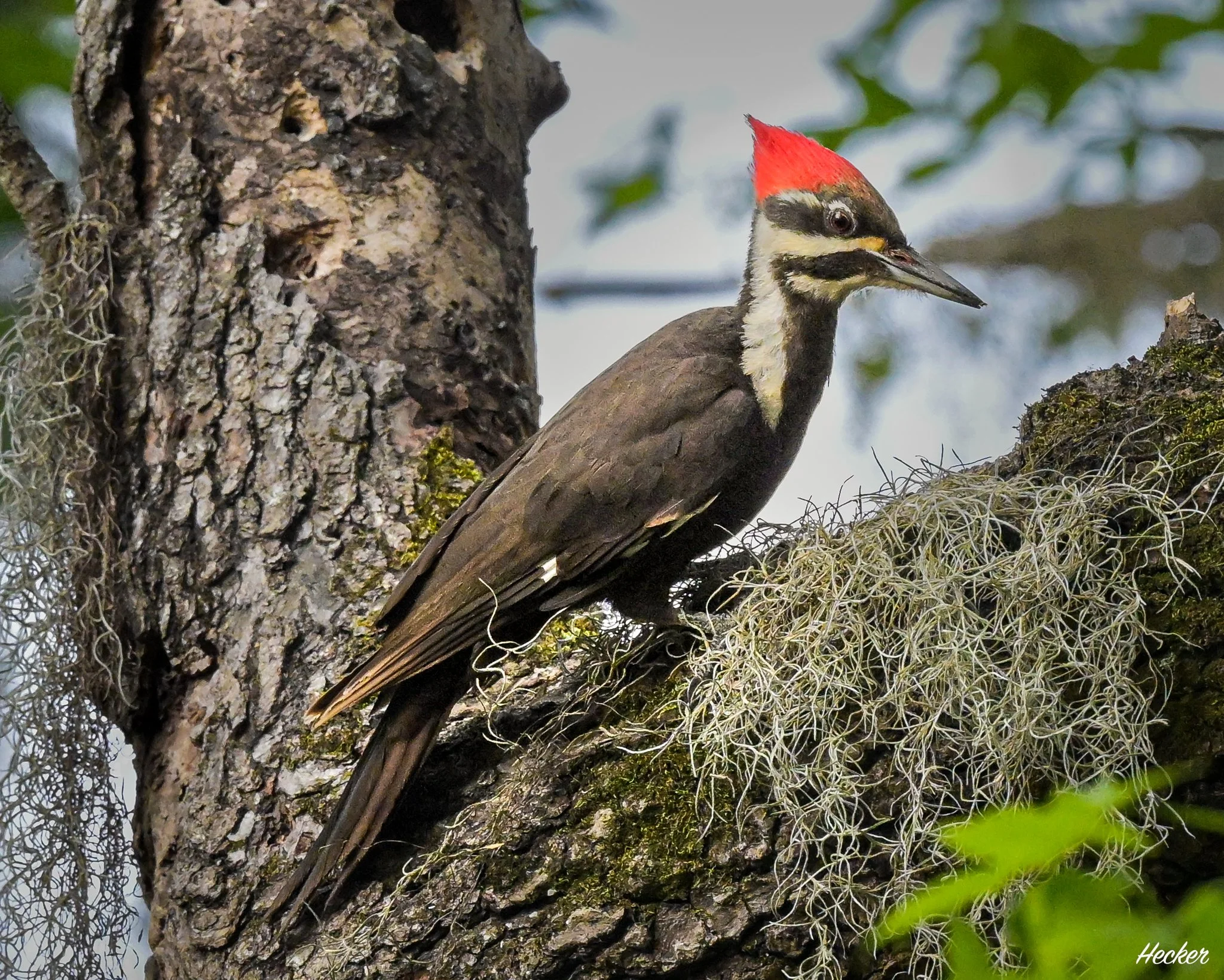 One of the Locals,
Charleston, South Carolina