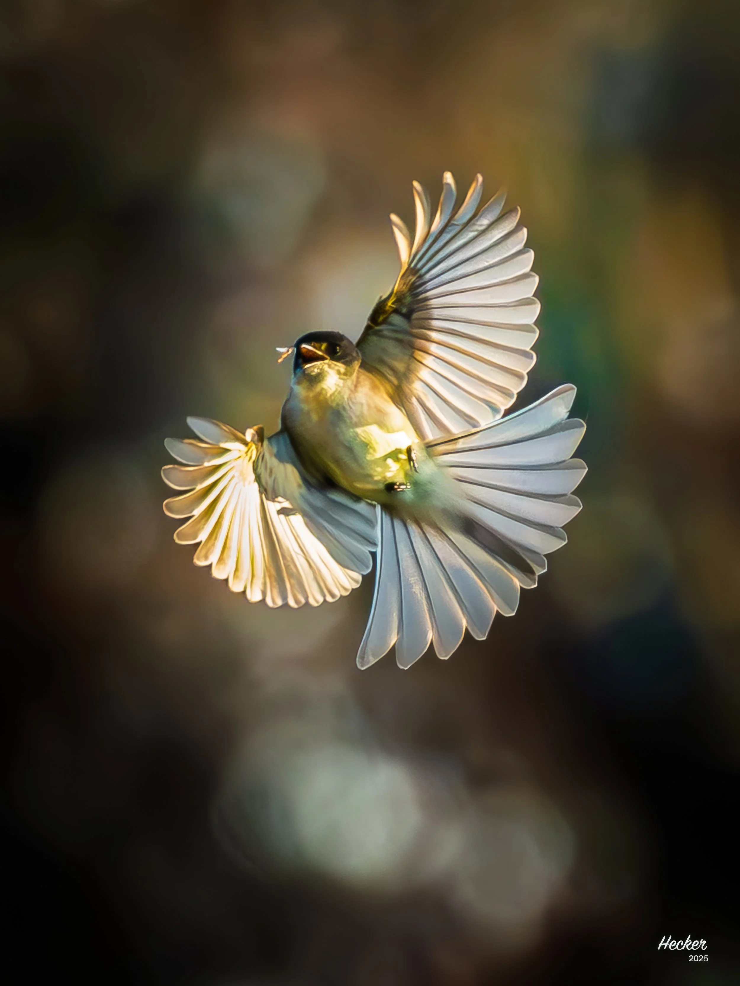 Painterly Pursuit,
Charleston, South Carolina