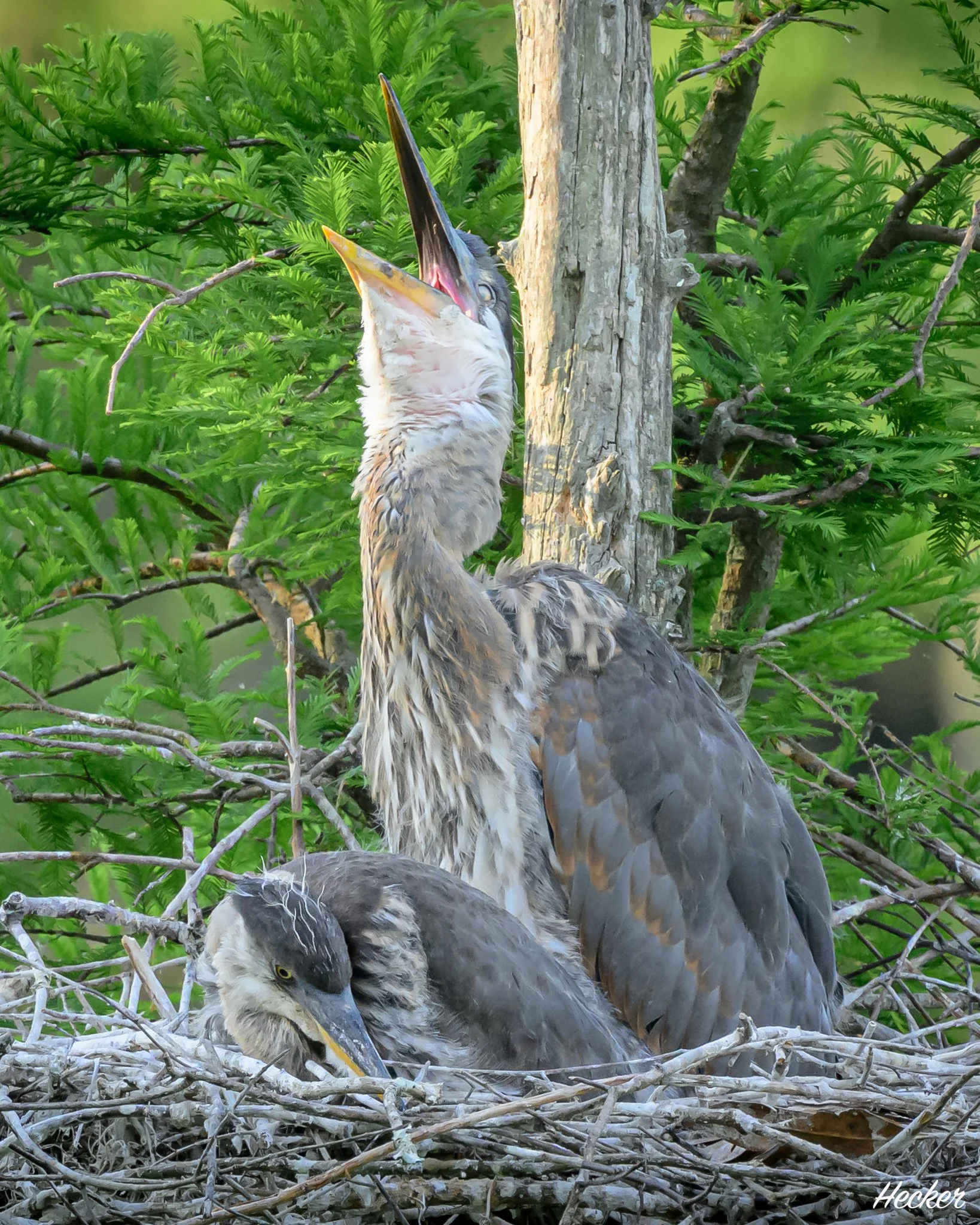 Yawning,
Charleston, South Carolina