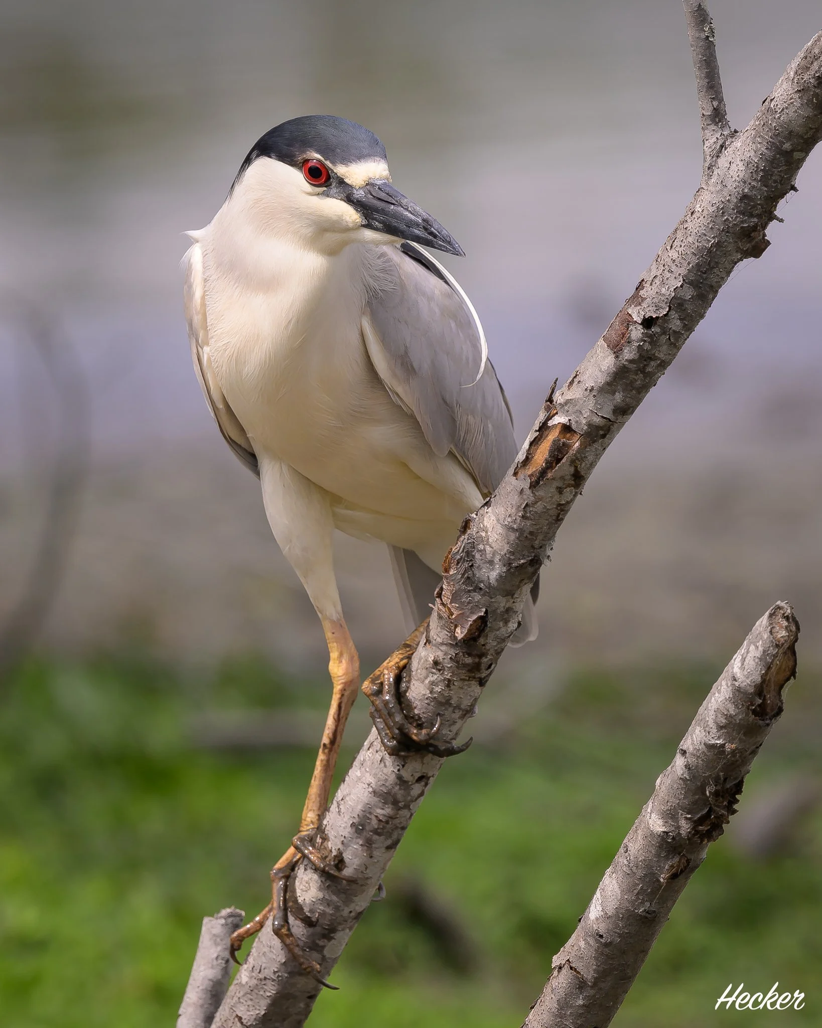 On the Hunt,
Charleston, South Carolina, USA