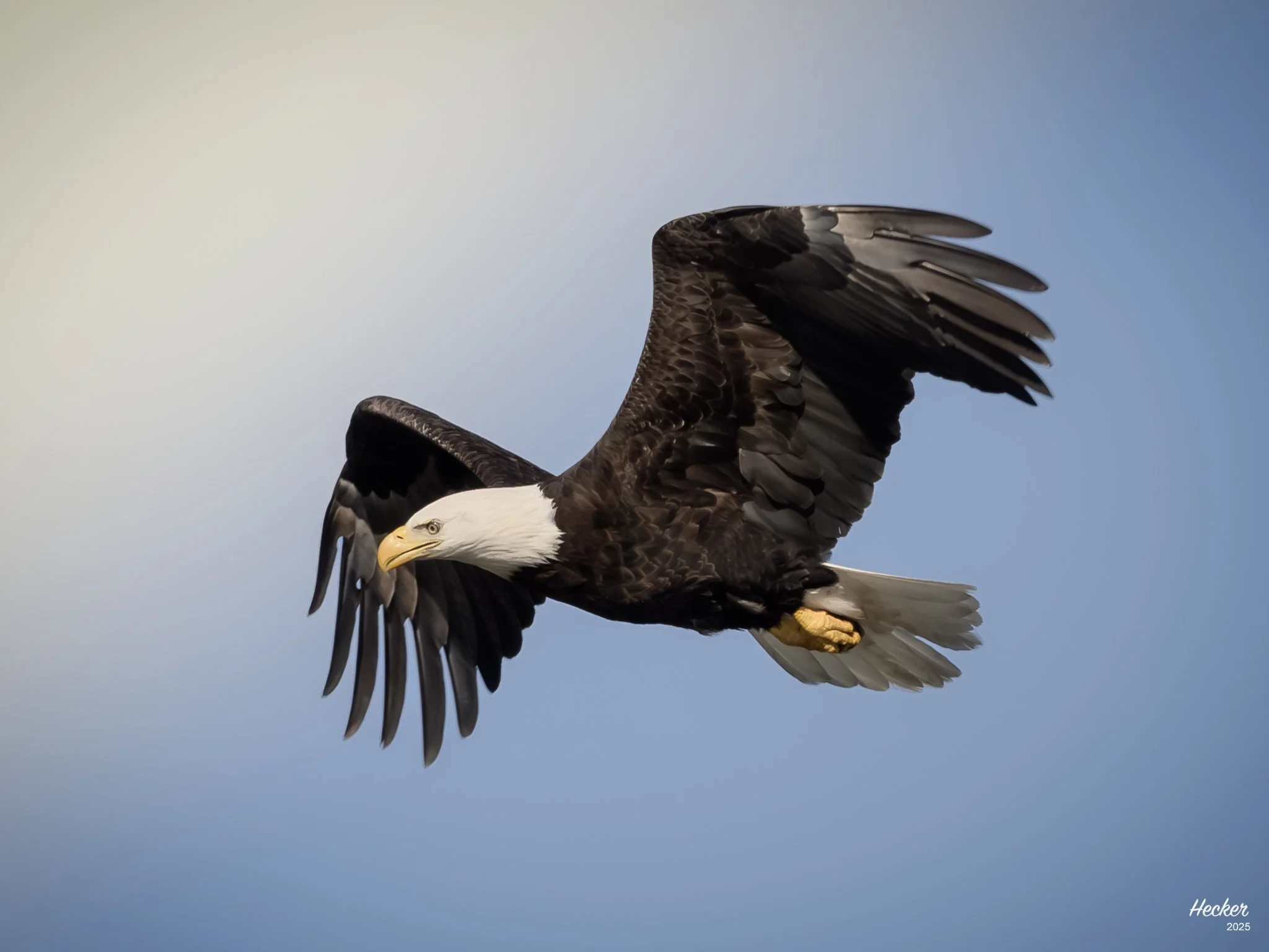One of the Locals,
Charleston, South Carolina