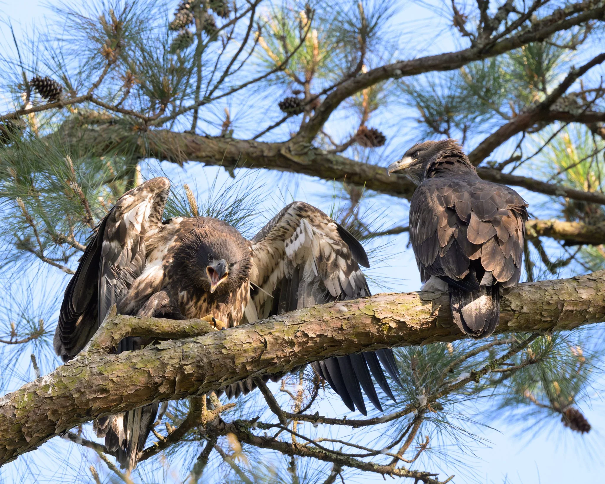 Screaming Eaglet,
Charleston, South Carolina