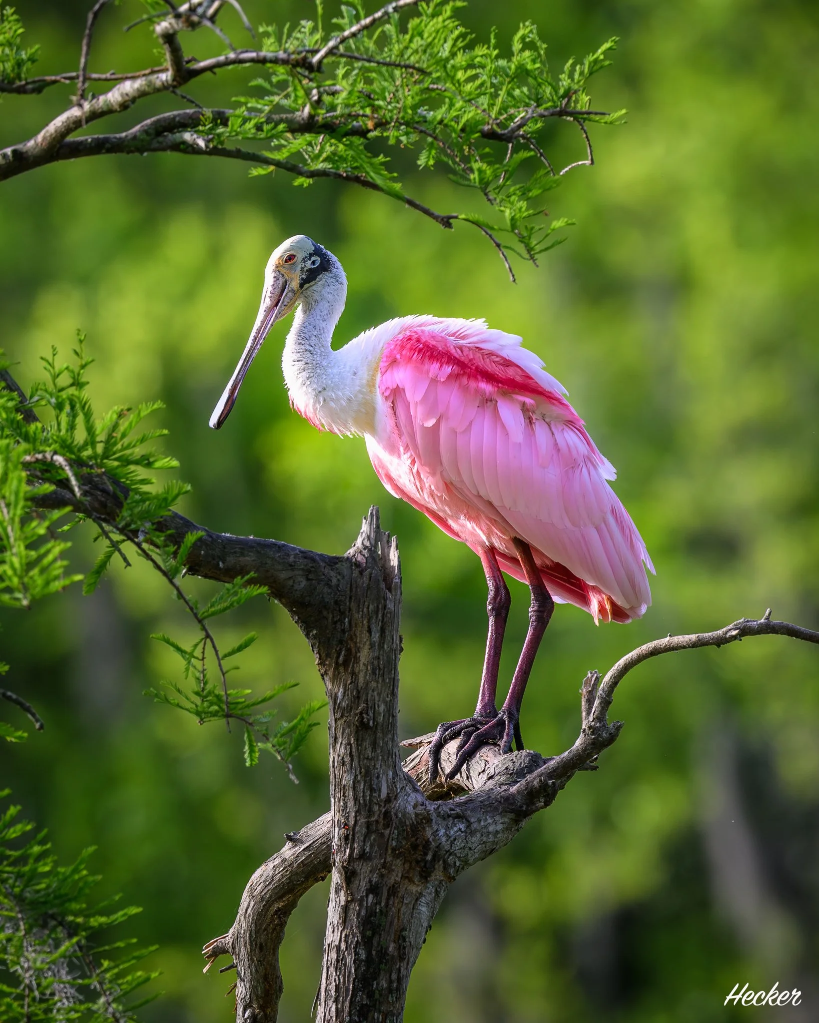 Spoonbill Sporting Mating Plumage,
Charleston, South Carolina