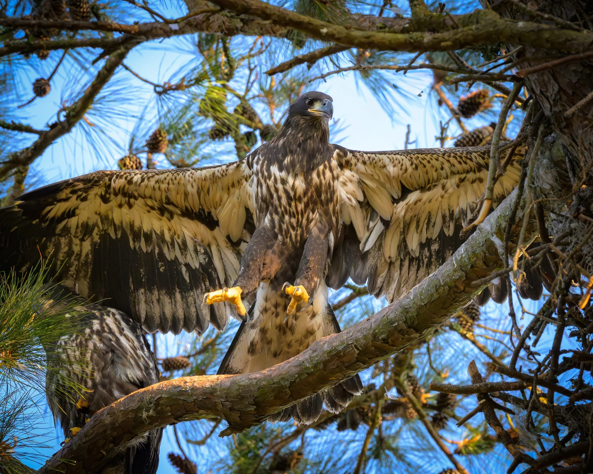 Testing its Wings,
Charleston, South Carolina