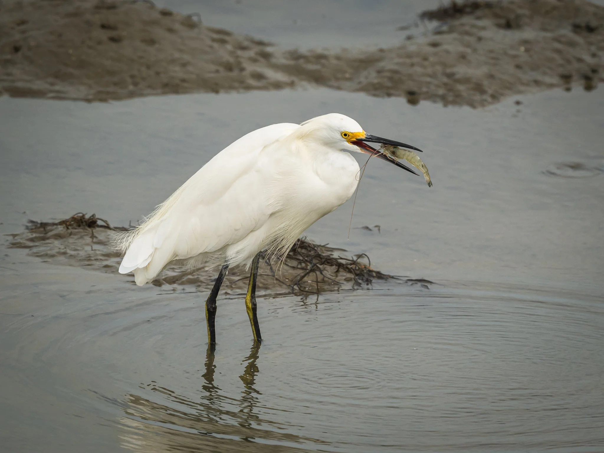 Seafood Supper,
Mount Pleasant, South Carolina