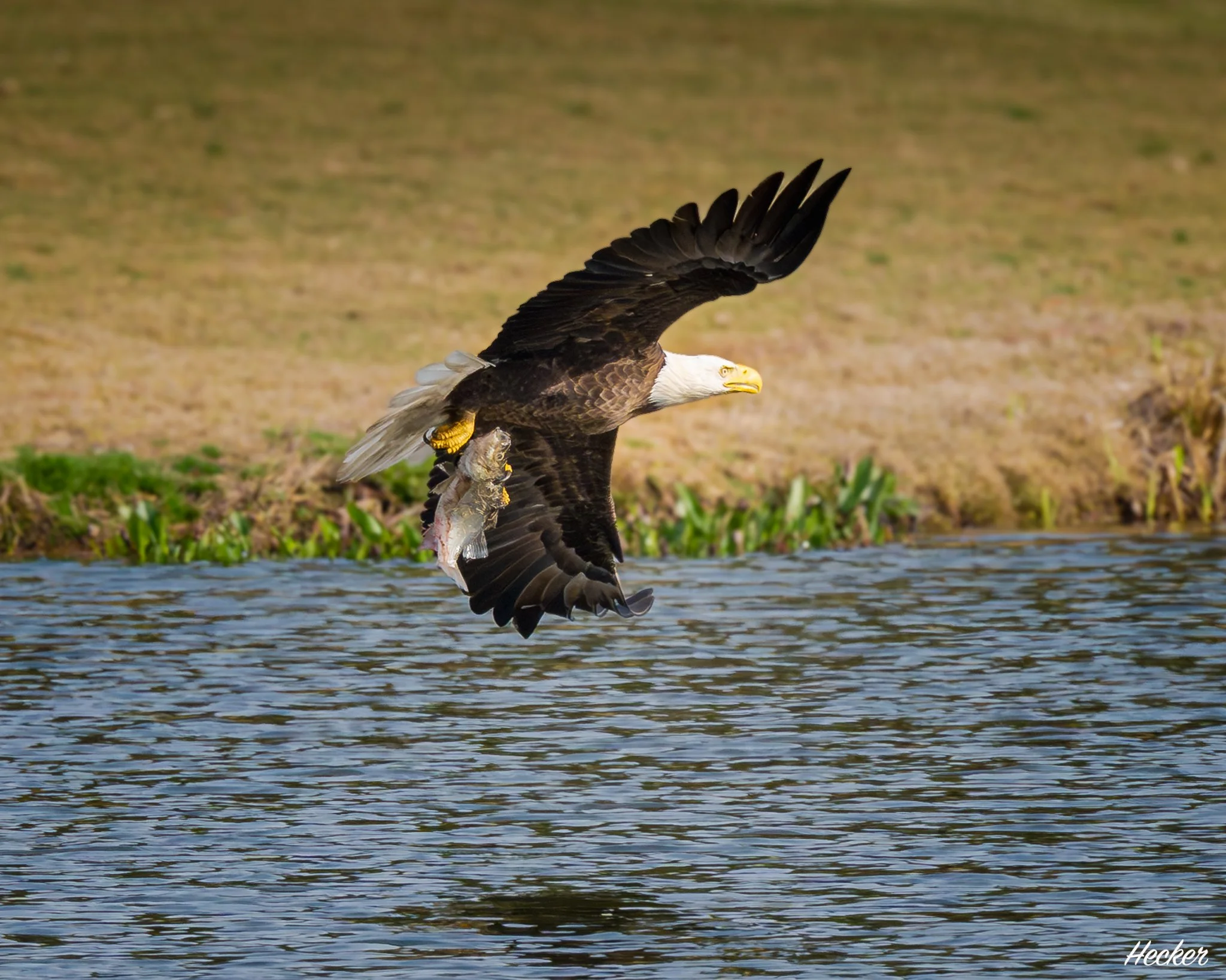 Another One of the Locals,
Charleston, South Carolina