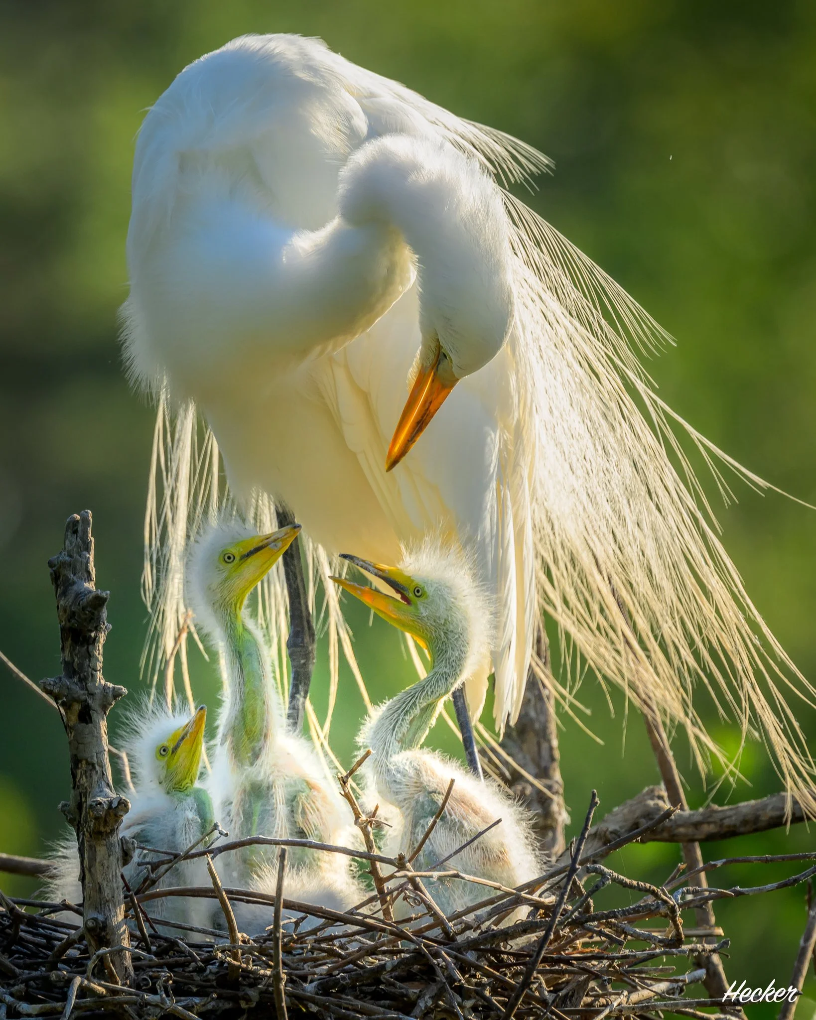 A Mother's Love,
Port Royal, South Carolina