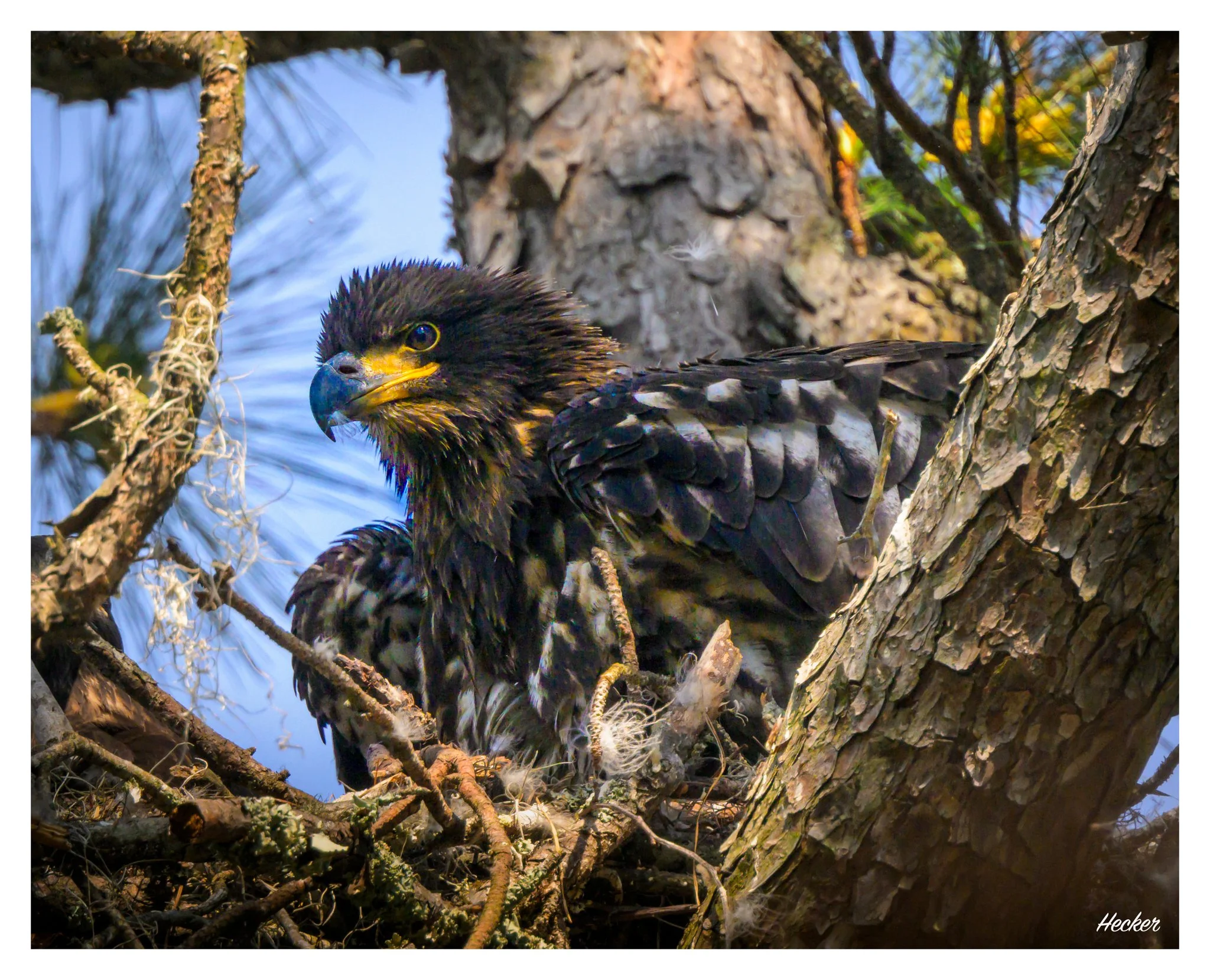 Almost Ready to Fly,
Charleston, South Carolina