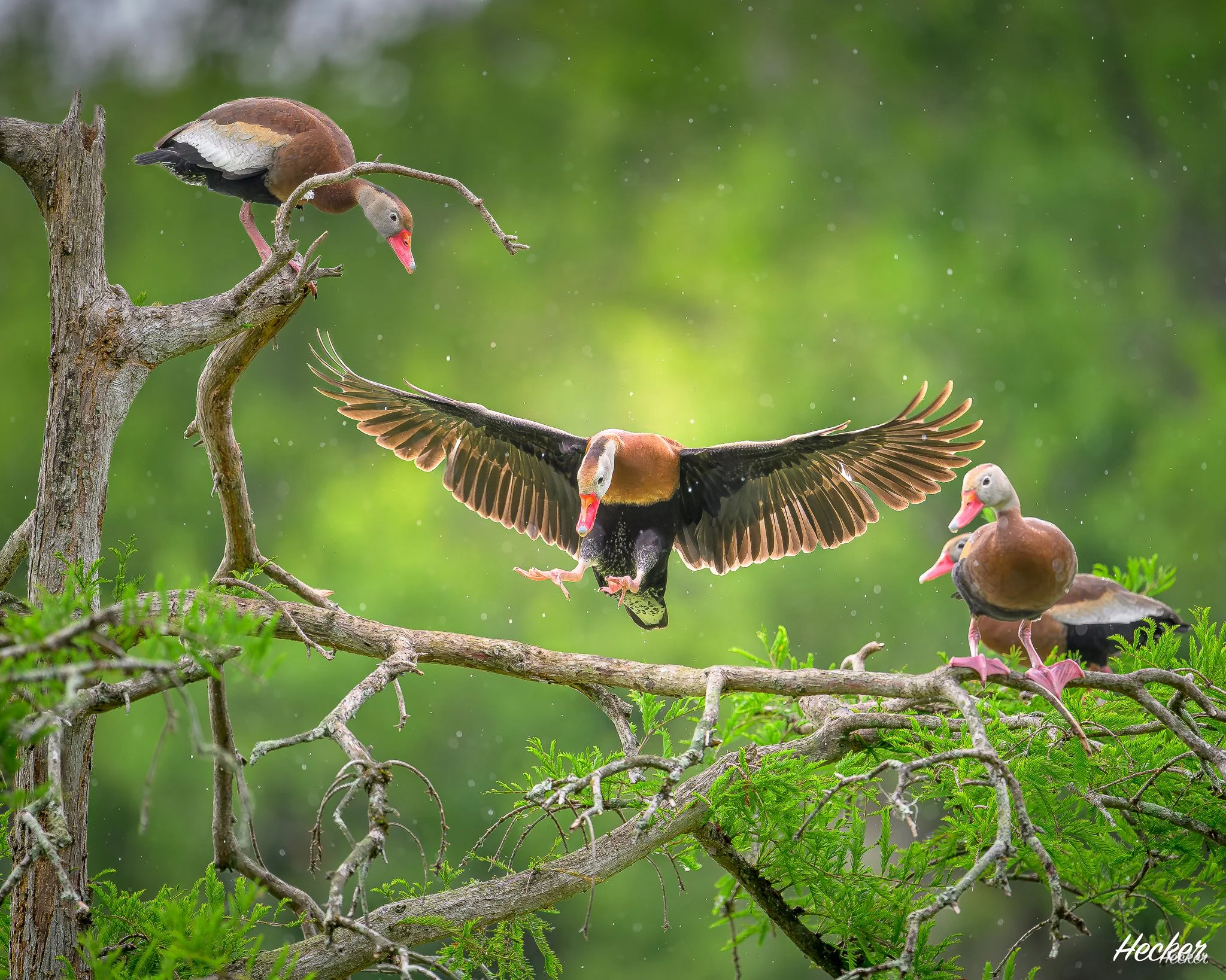 Sticking the Landing in the Rain,
Charleston, South Carolina, USA