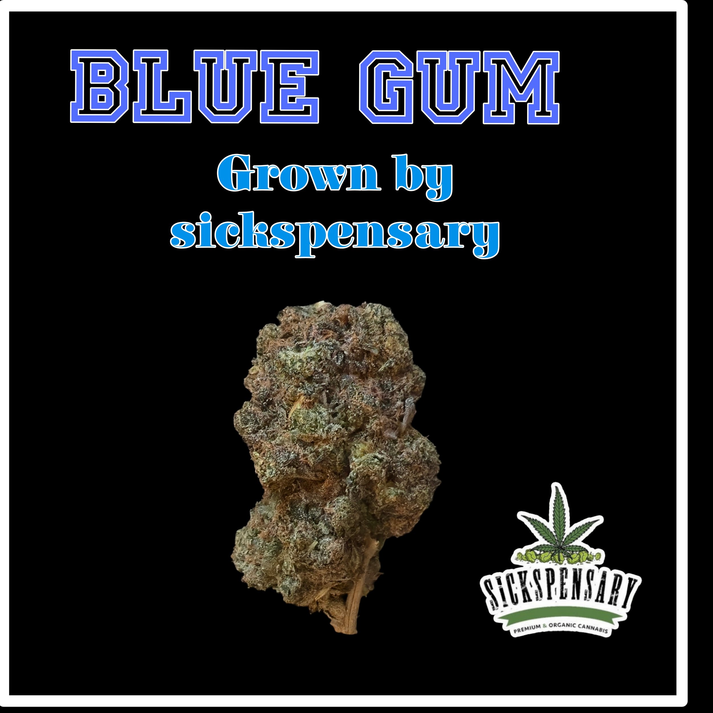 BLUE GUM- SICKSPENSARY🔥🔥🔥🔥🔥⛽⛽⛽⛽⛽