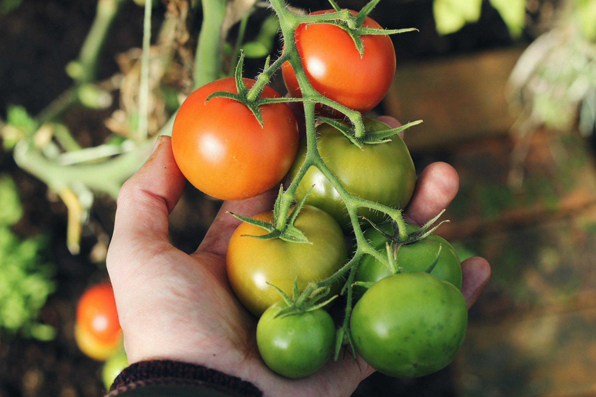 Digging Deeper: How Tending a Garden Cultivates Creativity