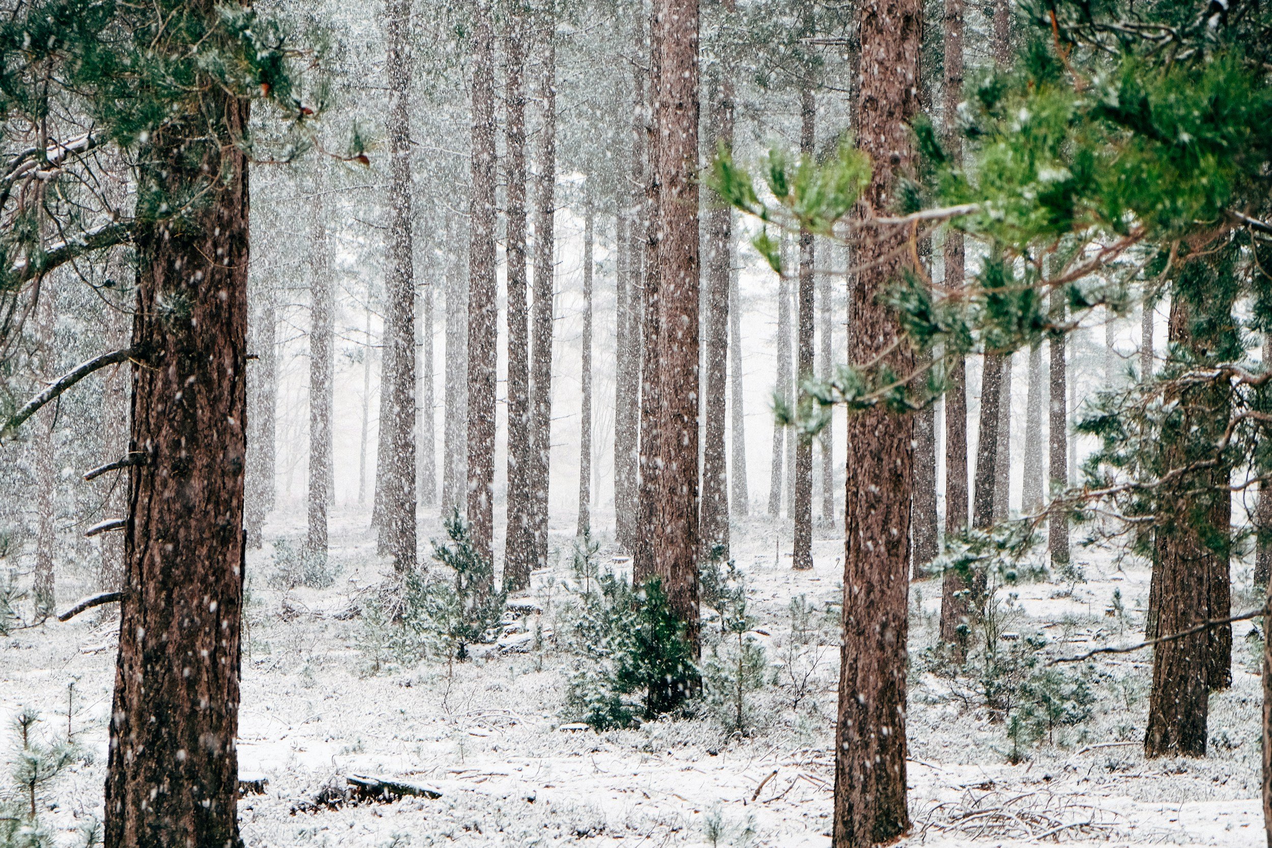 Winter as a Creative Season of Stillness