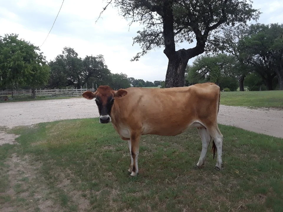 A brown cow with a black and white face standing on grass near a tree on a farm.