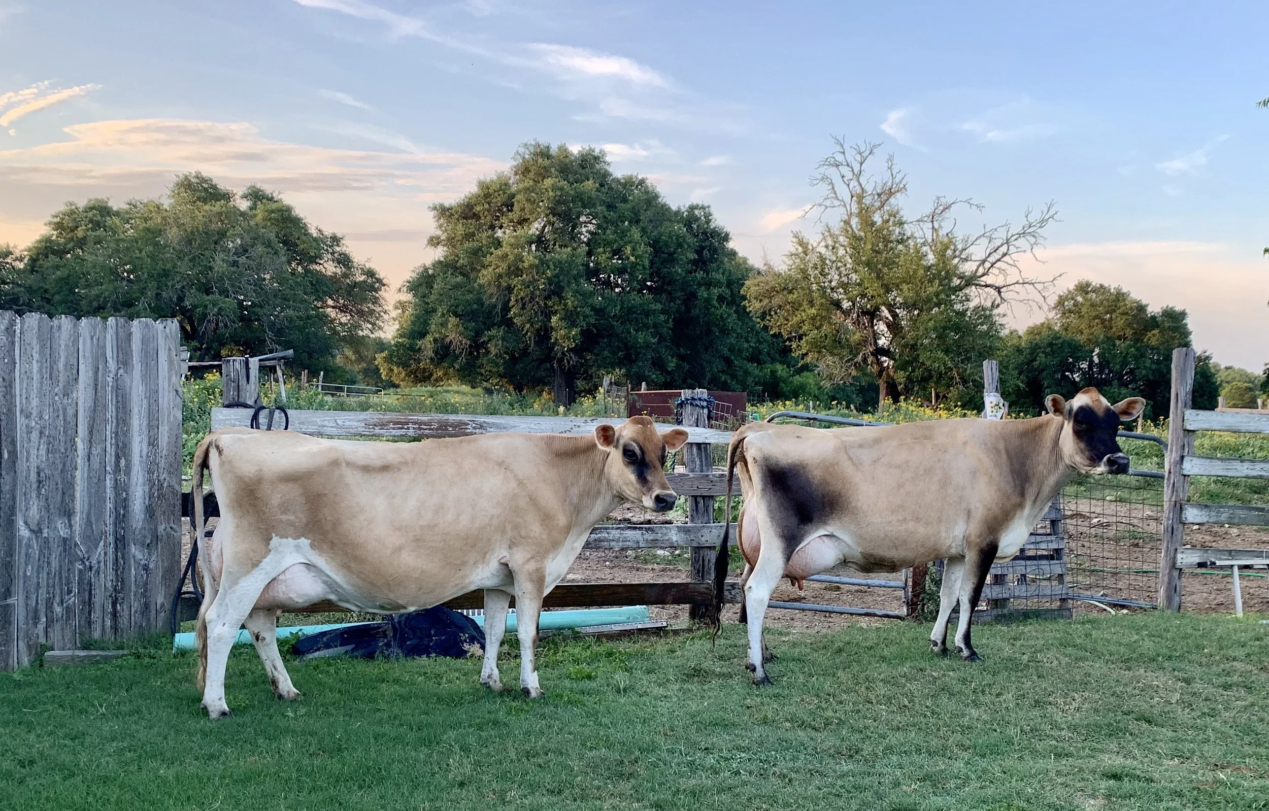 Two cows in a grassy farm area with a weathered wooden fence, trees in the background, and a partly cloudy sky at dusk.