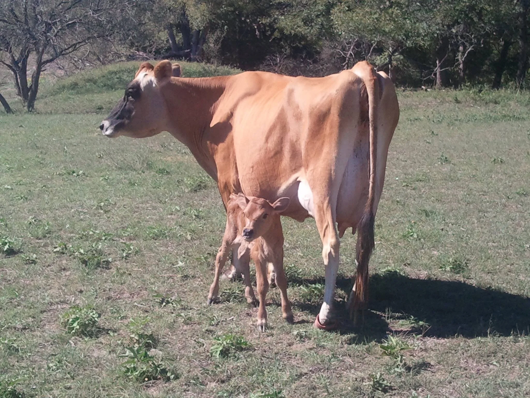 A tan cow standing in a grassy field with a calf nursing from it.