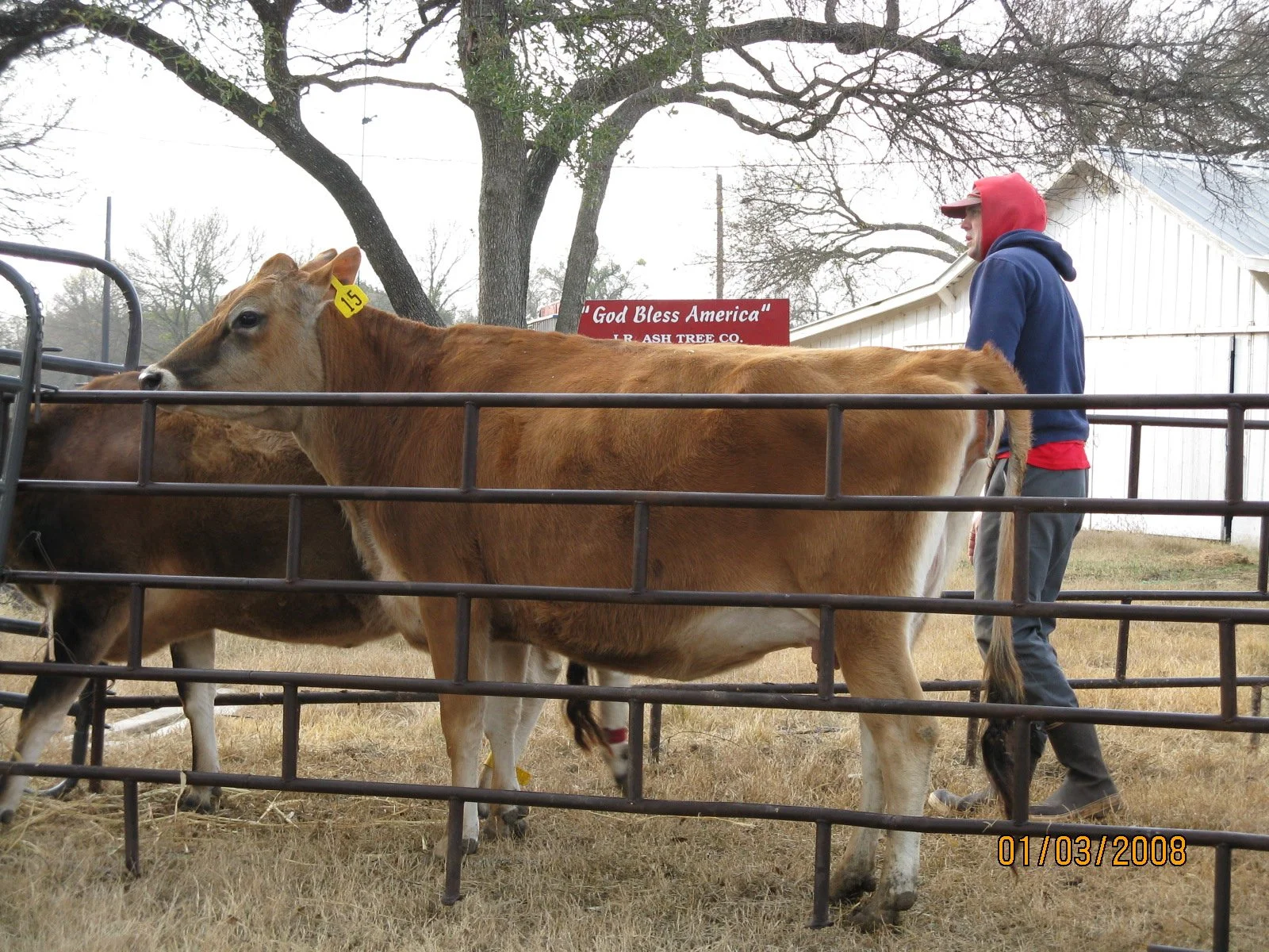 A person wearing a red hoodie and blue jacket standing beside a brown cow inside a fenced area at a farm. There is a sign in the background that reads 'God Bless America' and a white barn.
