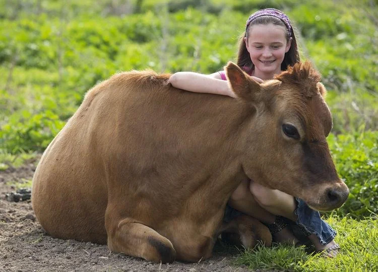 A young girl with a headband sitting on the ground, hugging a large brown calf in a green outdoor setting.