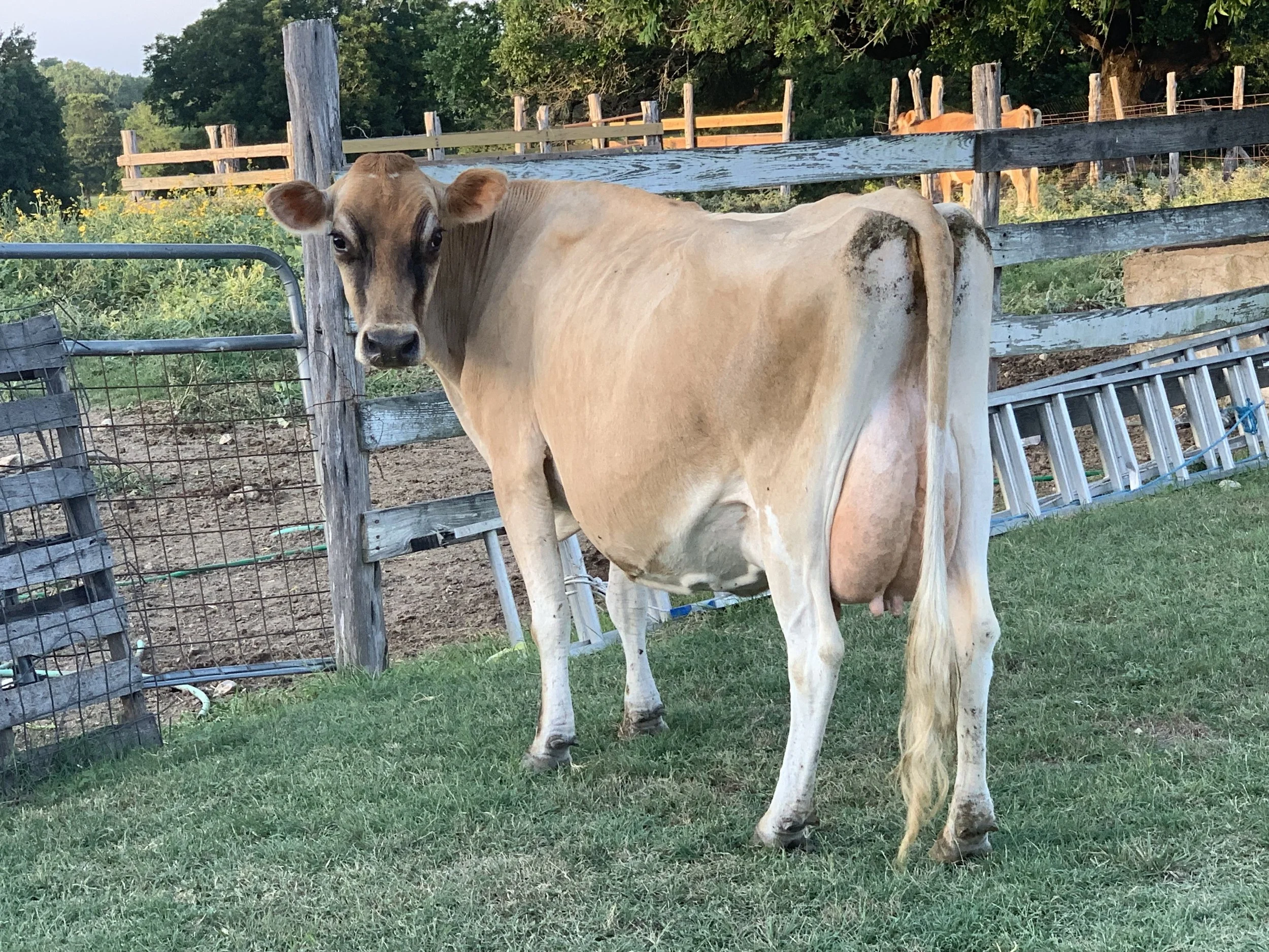 A tan-colored cow standing on grass in a farmyard near a wooden fence and some metal ladders.