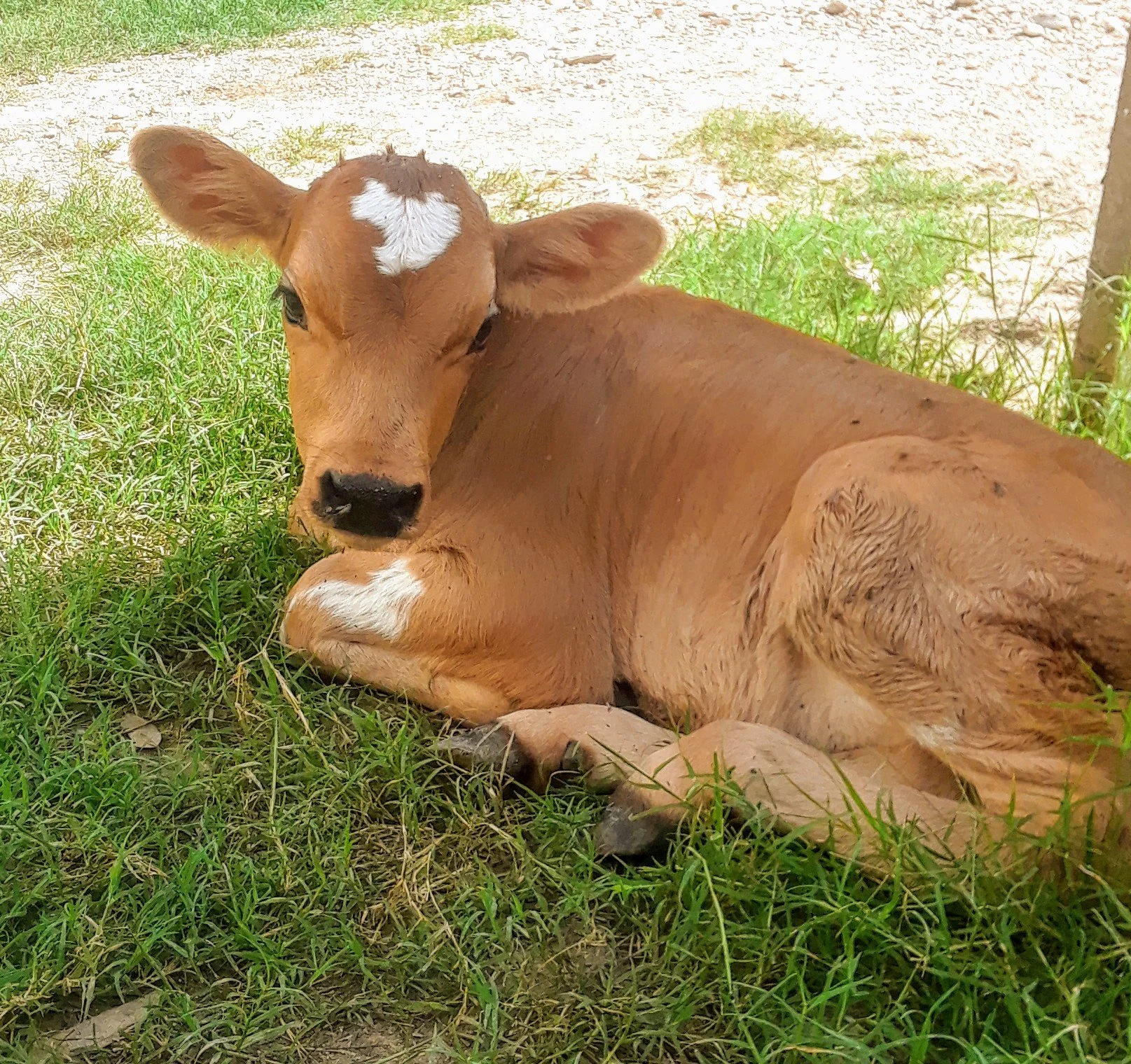A cute baby calf with a white heart-shaped spot on its forehead, resting on green grass.