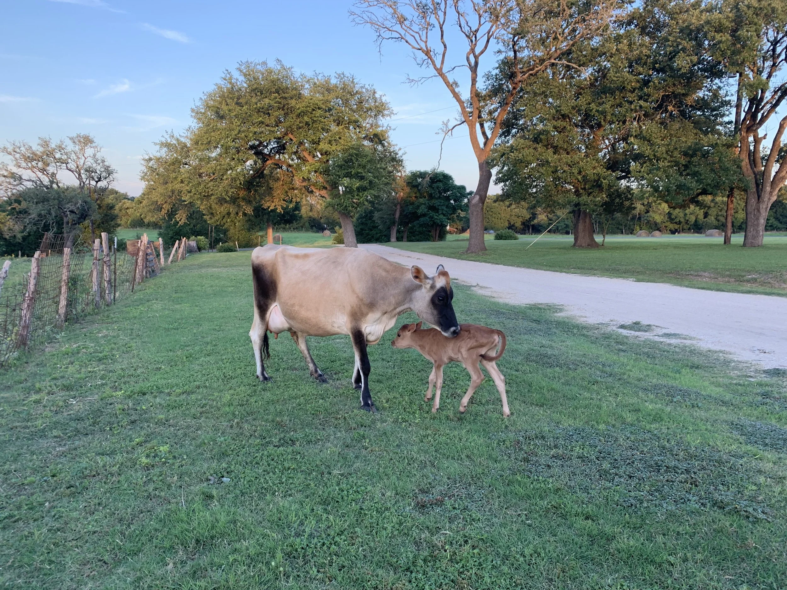 A cow and a calf standing on grass near a dirt road in a rural area with trees and a fence in the background.
