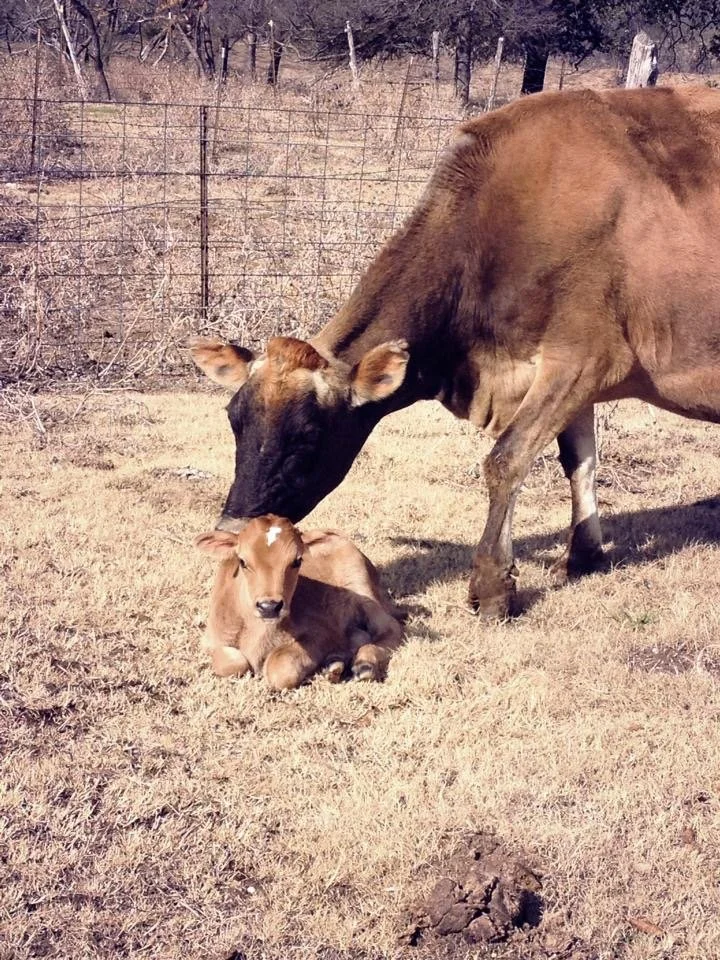 A brown cow and a young calf lying on the grass in a field with a wire fence and dry trees in the background.
