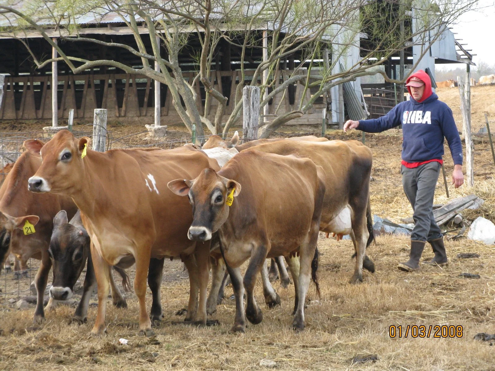 A person walking among cows on a farm, with a barn and a tree in the background.