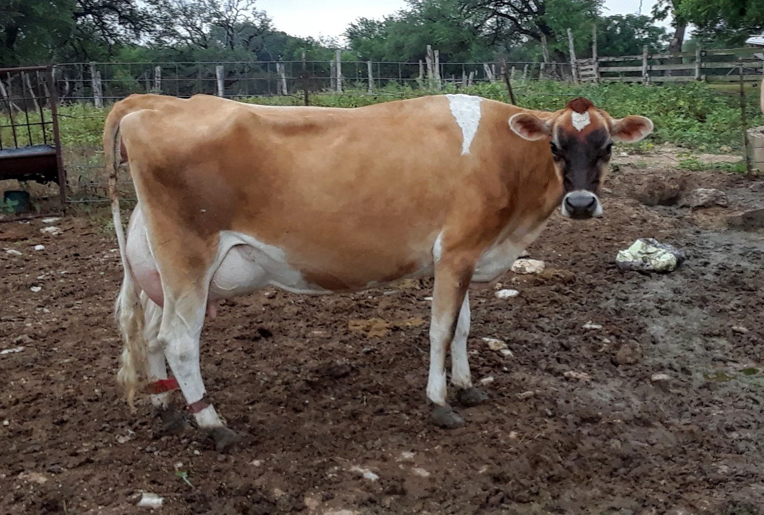 A brown and white cow standing outdoors in a muddy enclosure, facing the camera.