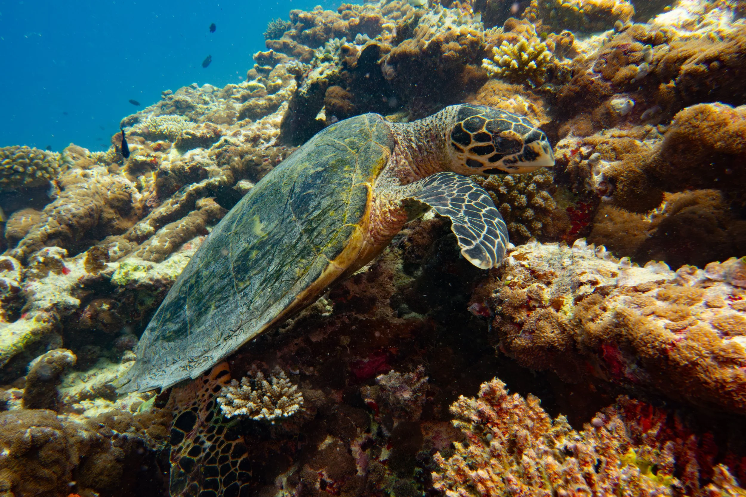 Maldives_UW-15.jpg