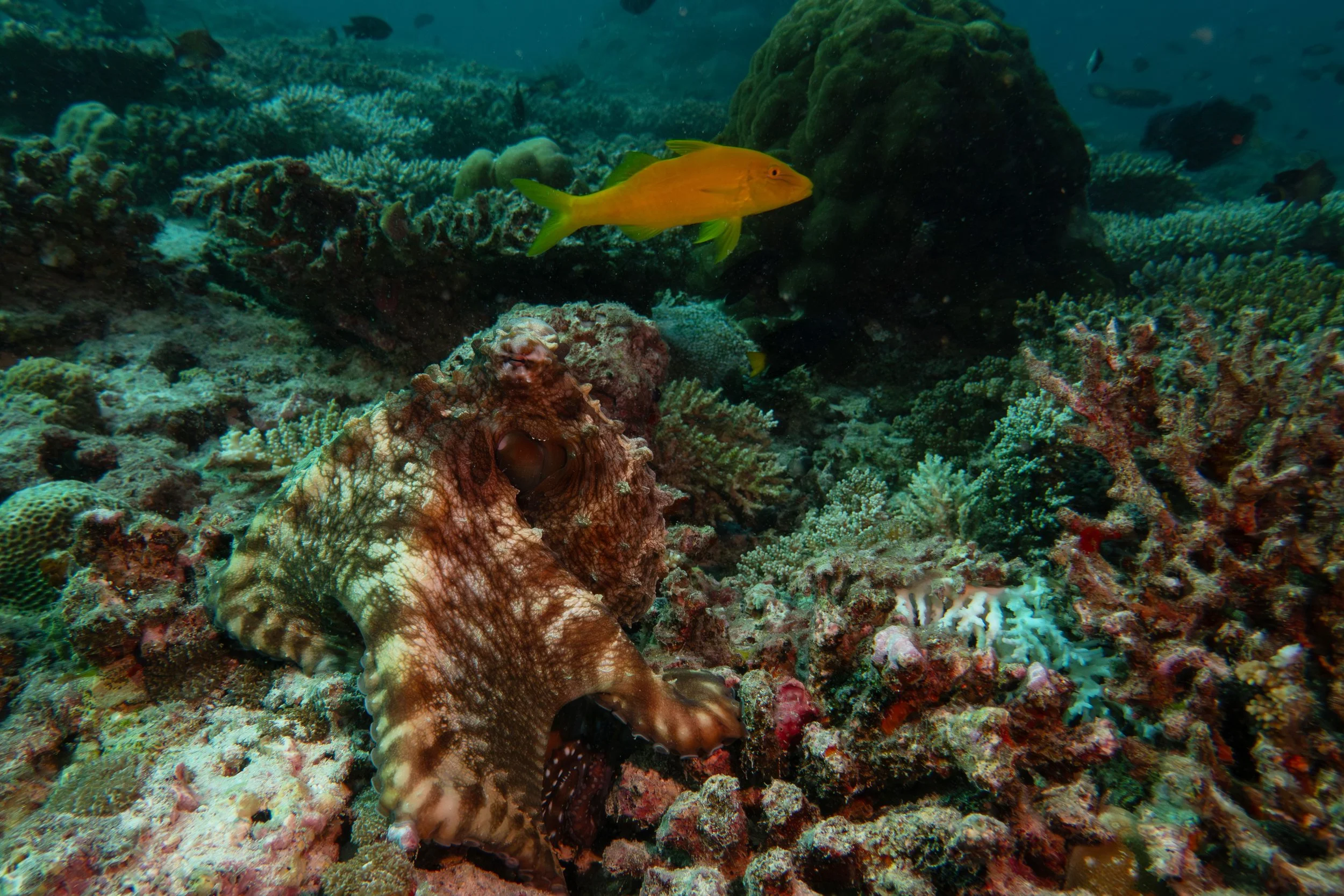 Maldives_UW-79 copy.jpg