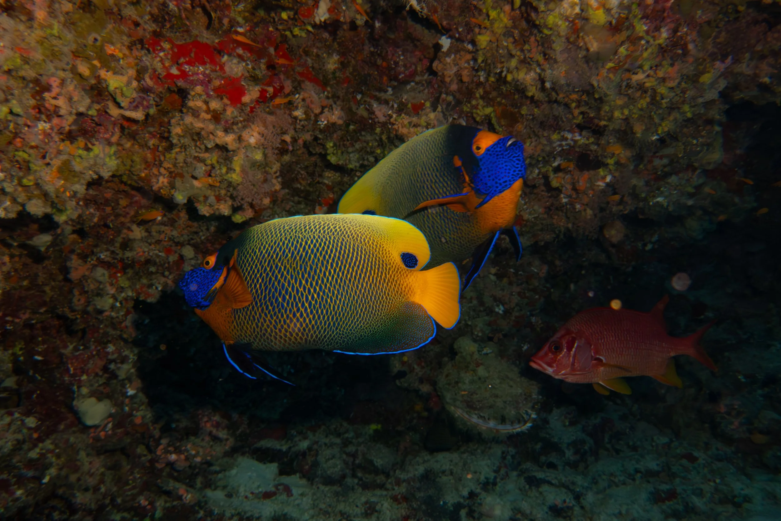 Underwater in The Maldives