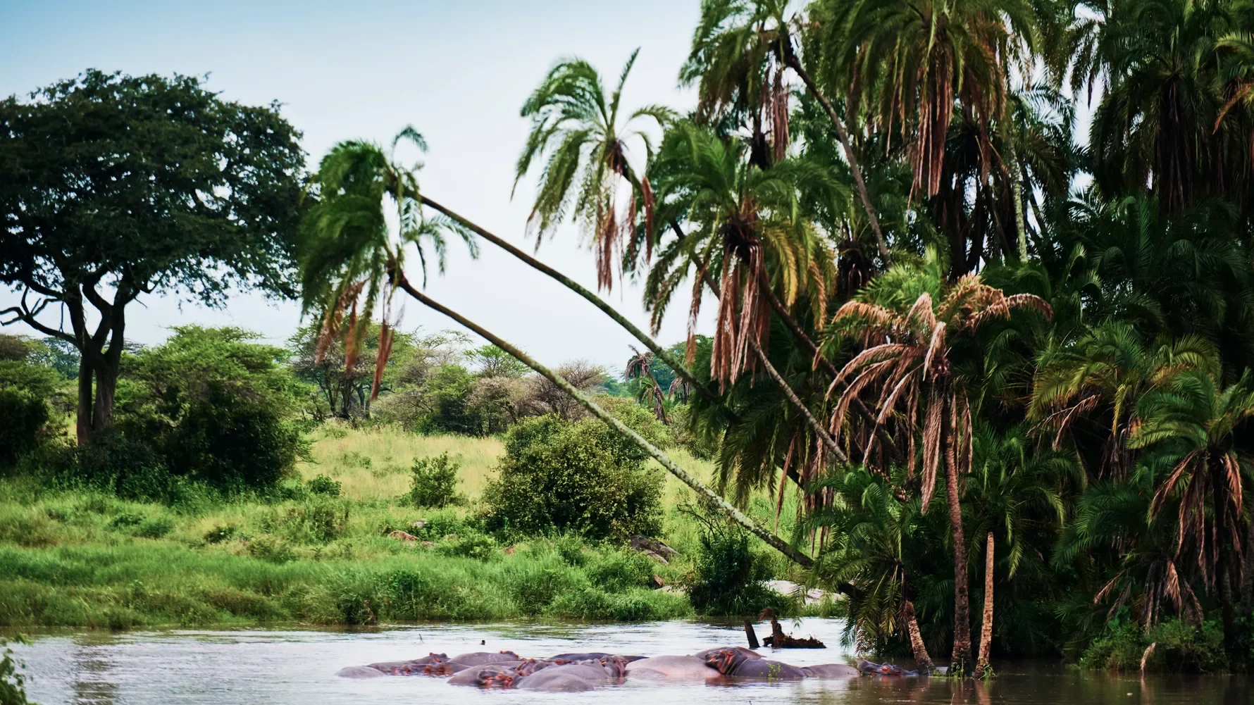 How Gabon’s Special Economic Zone Turns Natural Resources into Growth