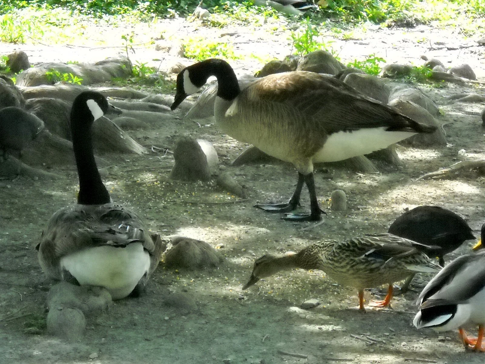 Canadian Geese 128.JPG