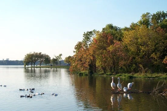 pelicans-at-dixon-s-bay.jpg