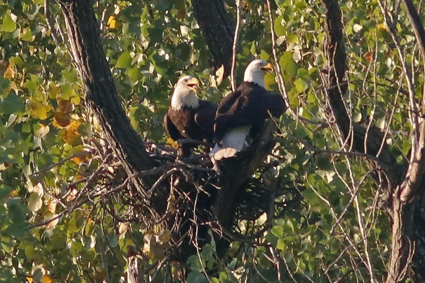 Bald_Eagles.jpg