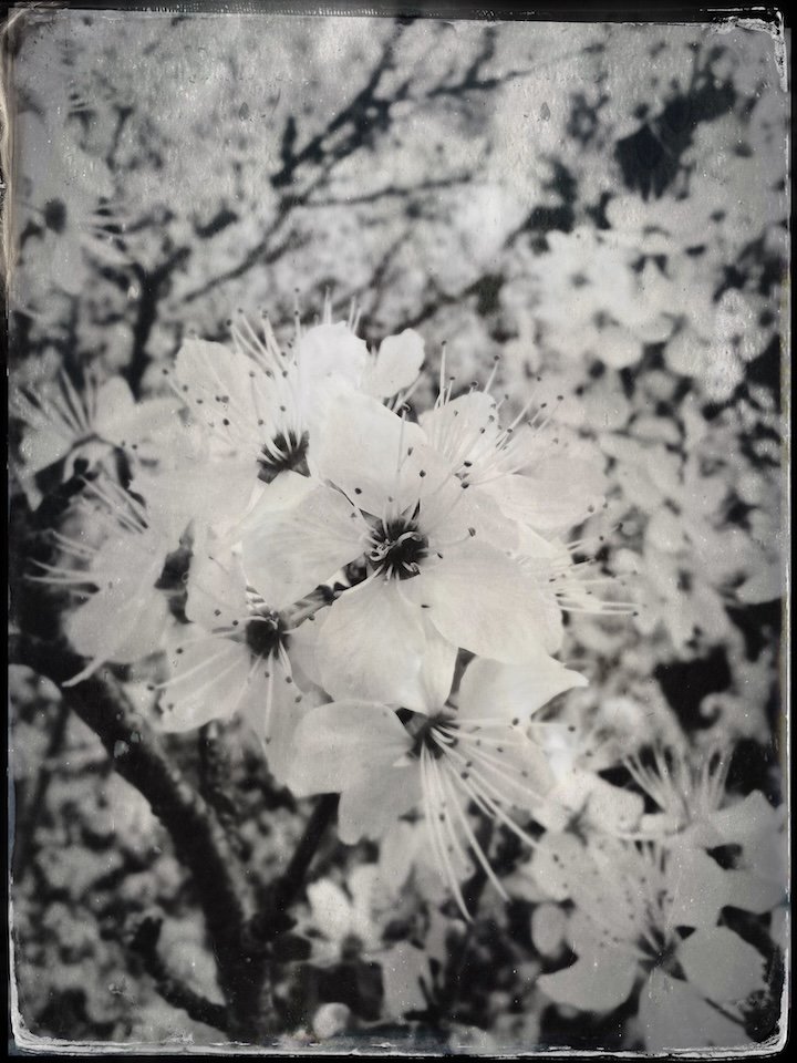 TinType-763676979.201958.JPG