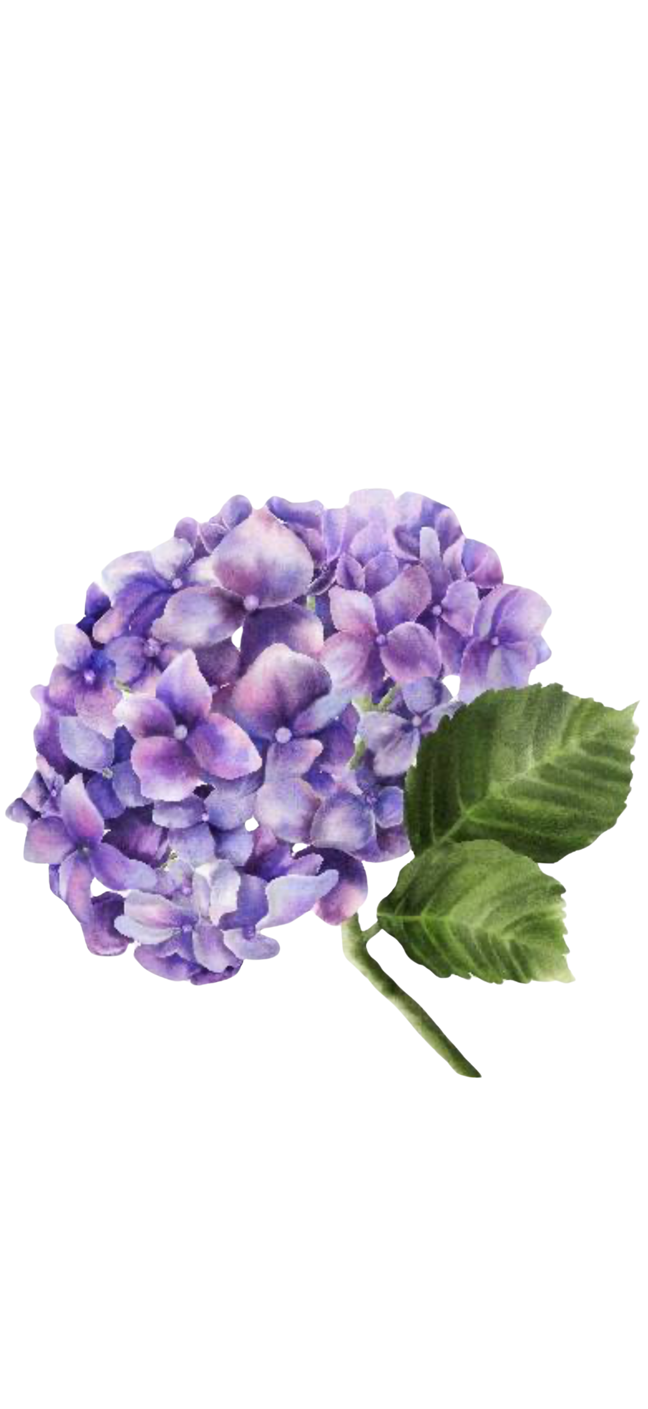 A purple hydrangea flower with green leaves against a black background.