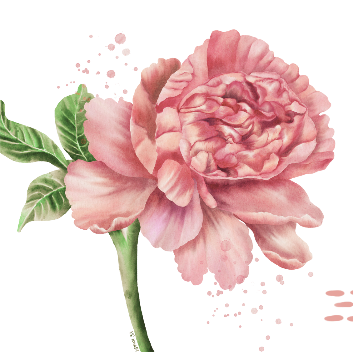 Pink and peach peony flower with green leaves on a pale background.