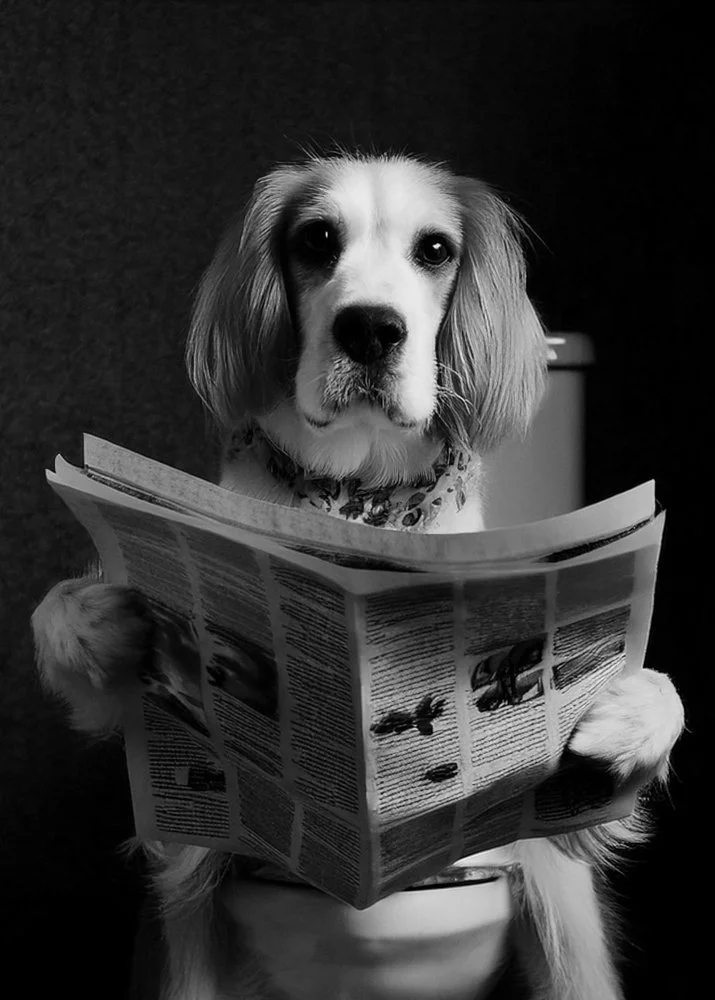 Firefly cocker spaniel dog sat on toilet reading newspaper 5549.JPG
