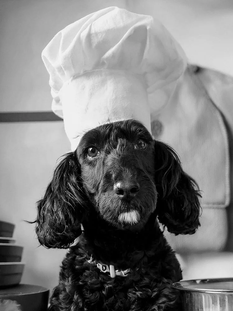 Kitchen Pet Art