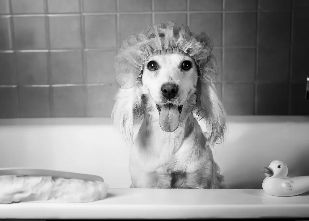 Firefly white cocker spaniel dog bathroom 59593.JPG