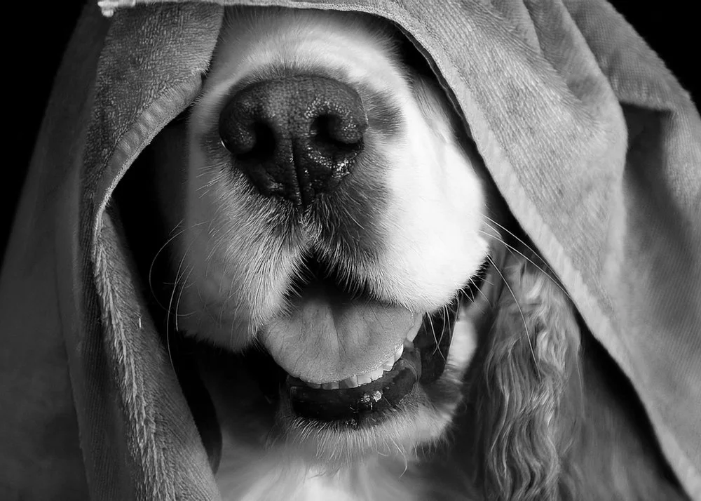 Firefly cocker spaniel dog in grey towel 52987.JPG
