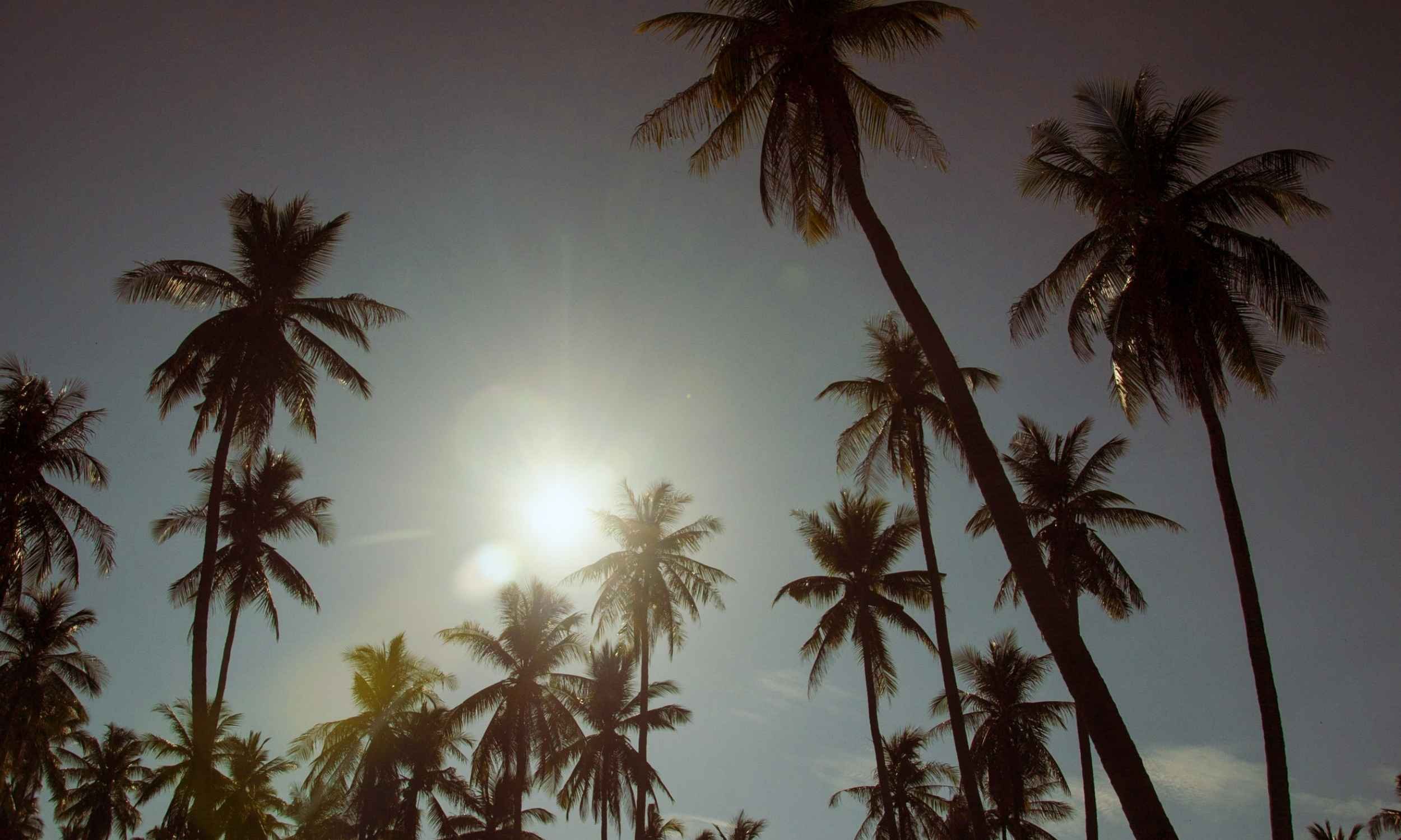Tall palm trees with green fronds against a bright sky, with the sun shining in the background.