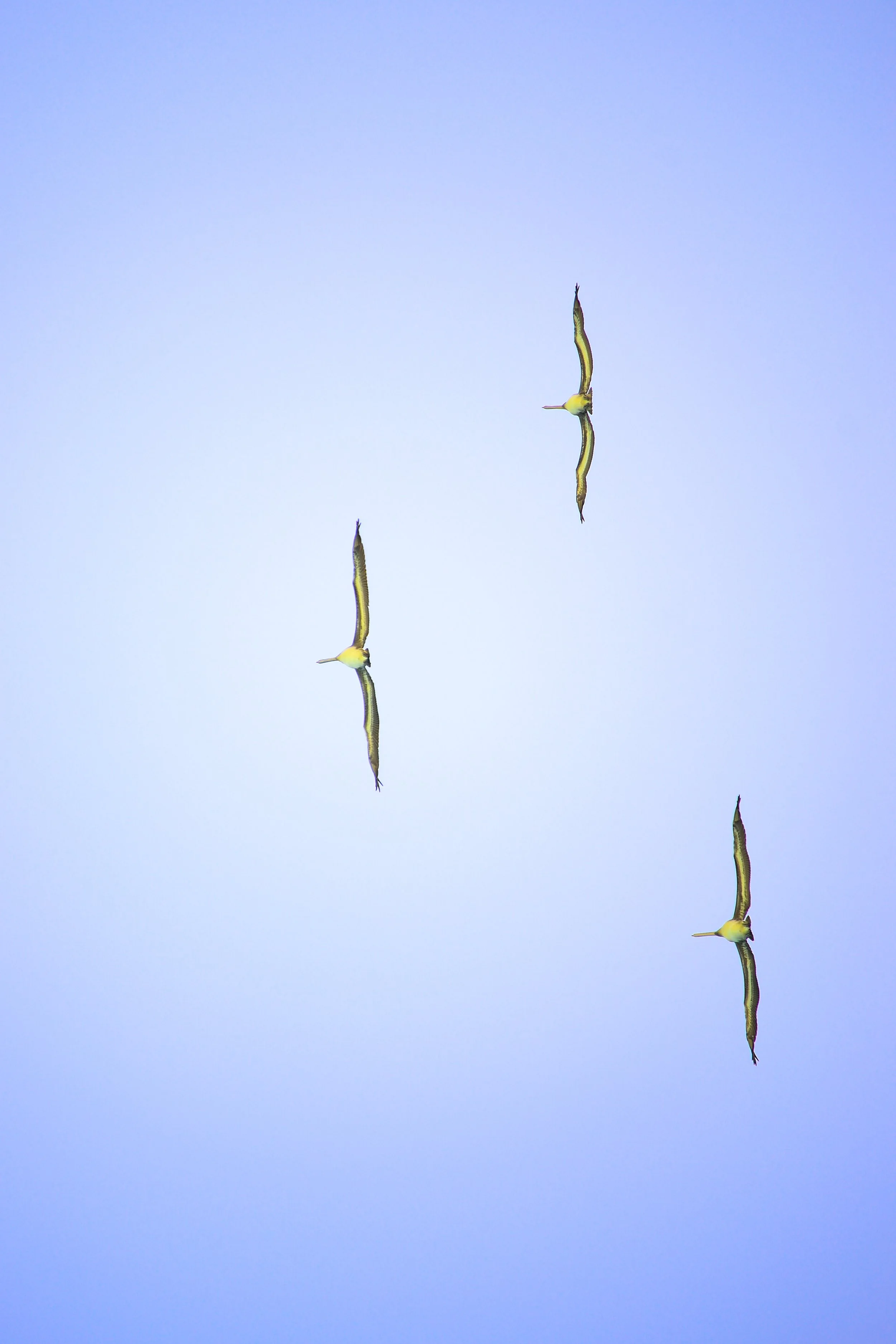 Three green and yellow snakes swimming in light blue water.