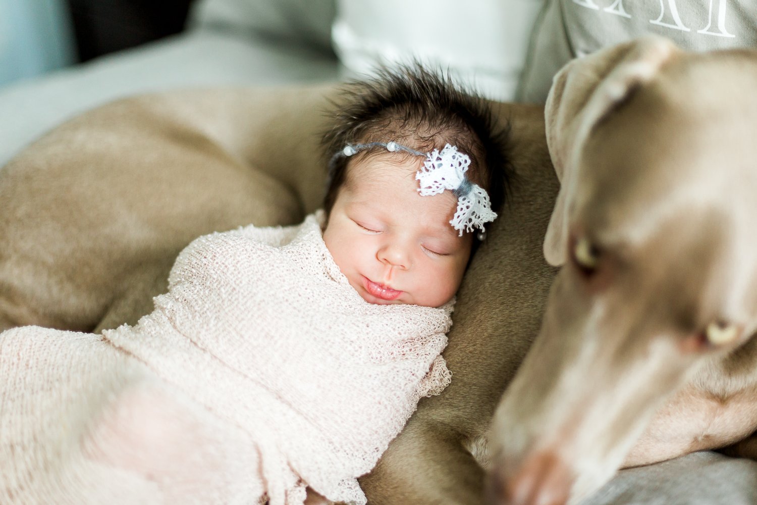 newborn and a dog newborn pictures