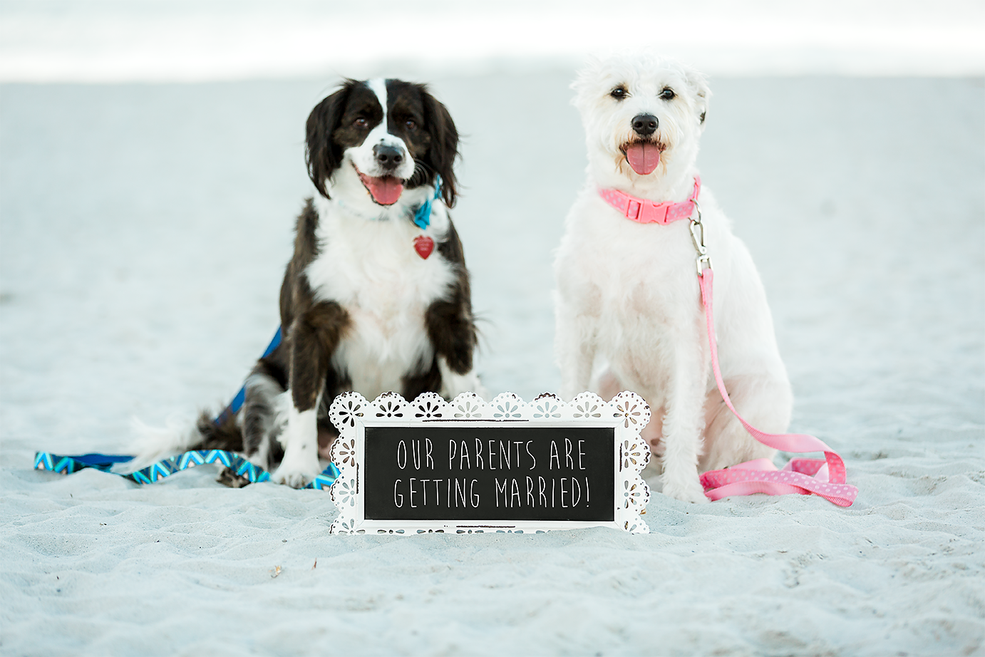 surprise proposal ideas with the dogs