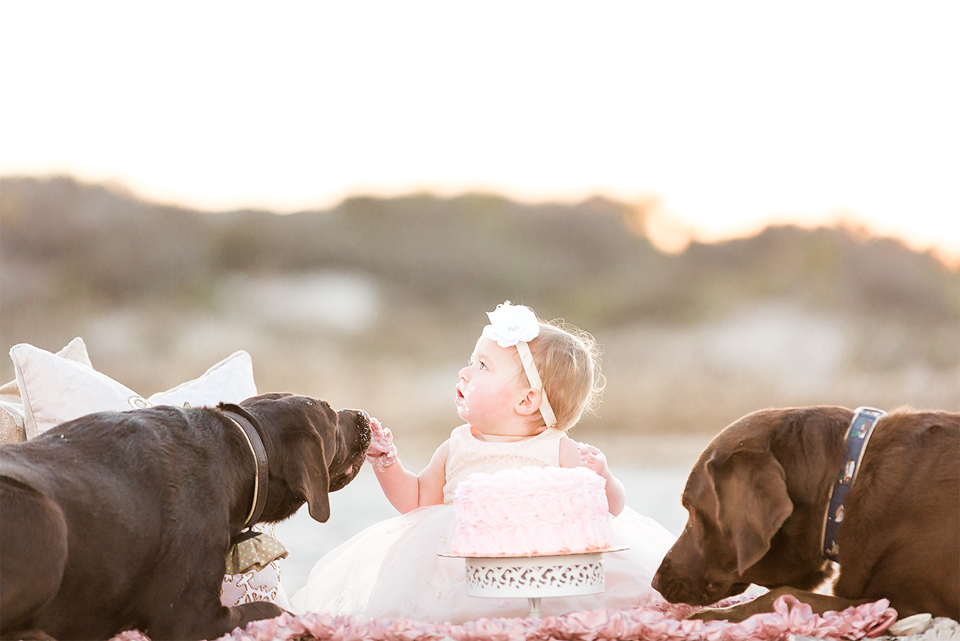 cake smash with dogs. Jacksonville fl family photographer