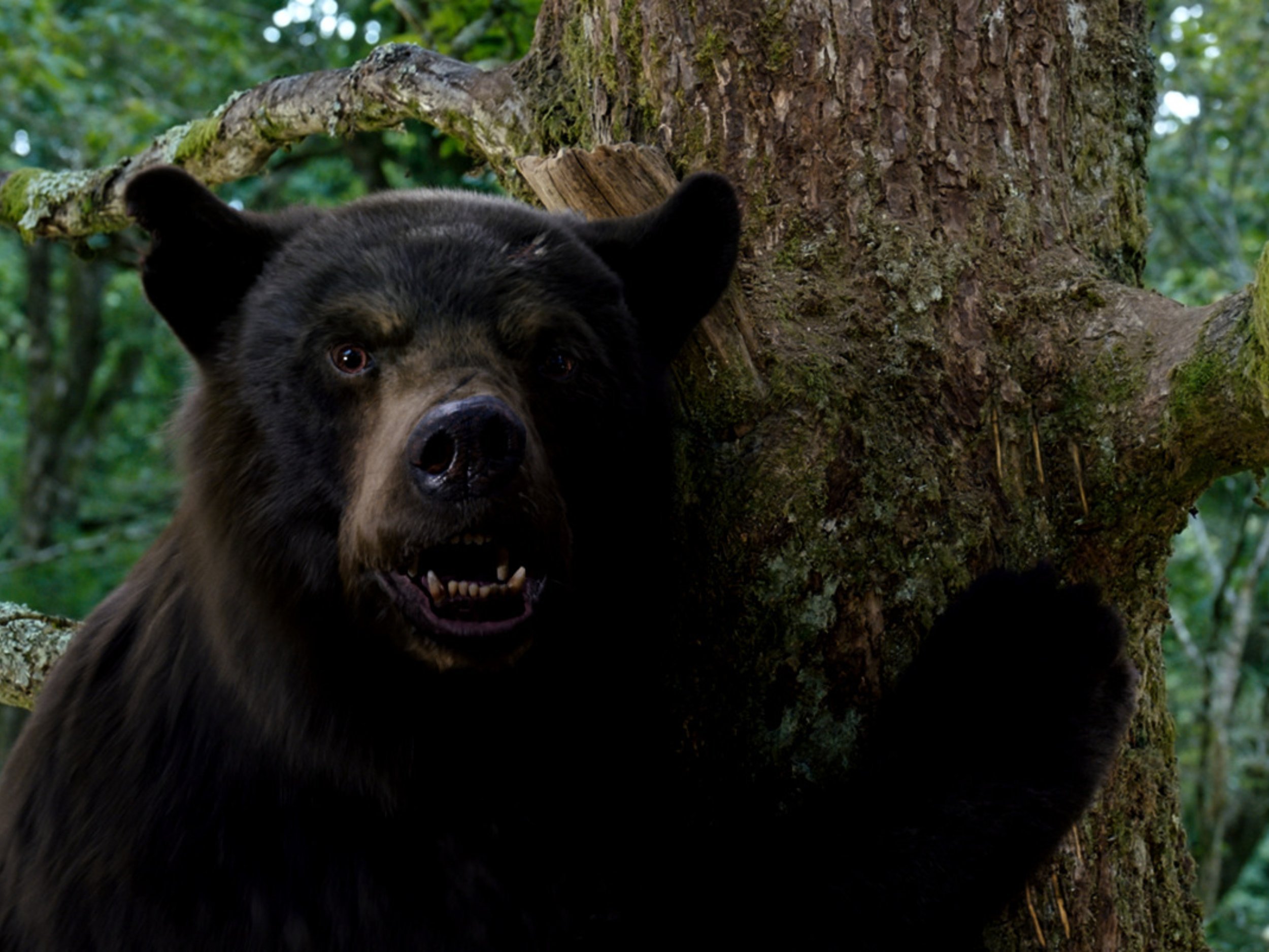 'Cocaine Bear' Review: Elizabeth Banks Drops a Snorting Slasher Icon Who Roars Up a Gory Good Time