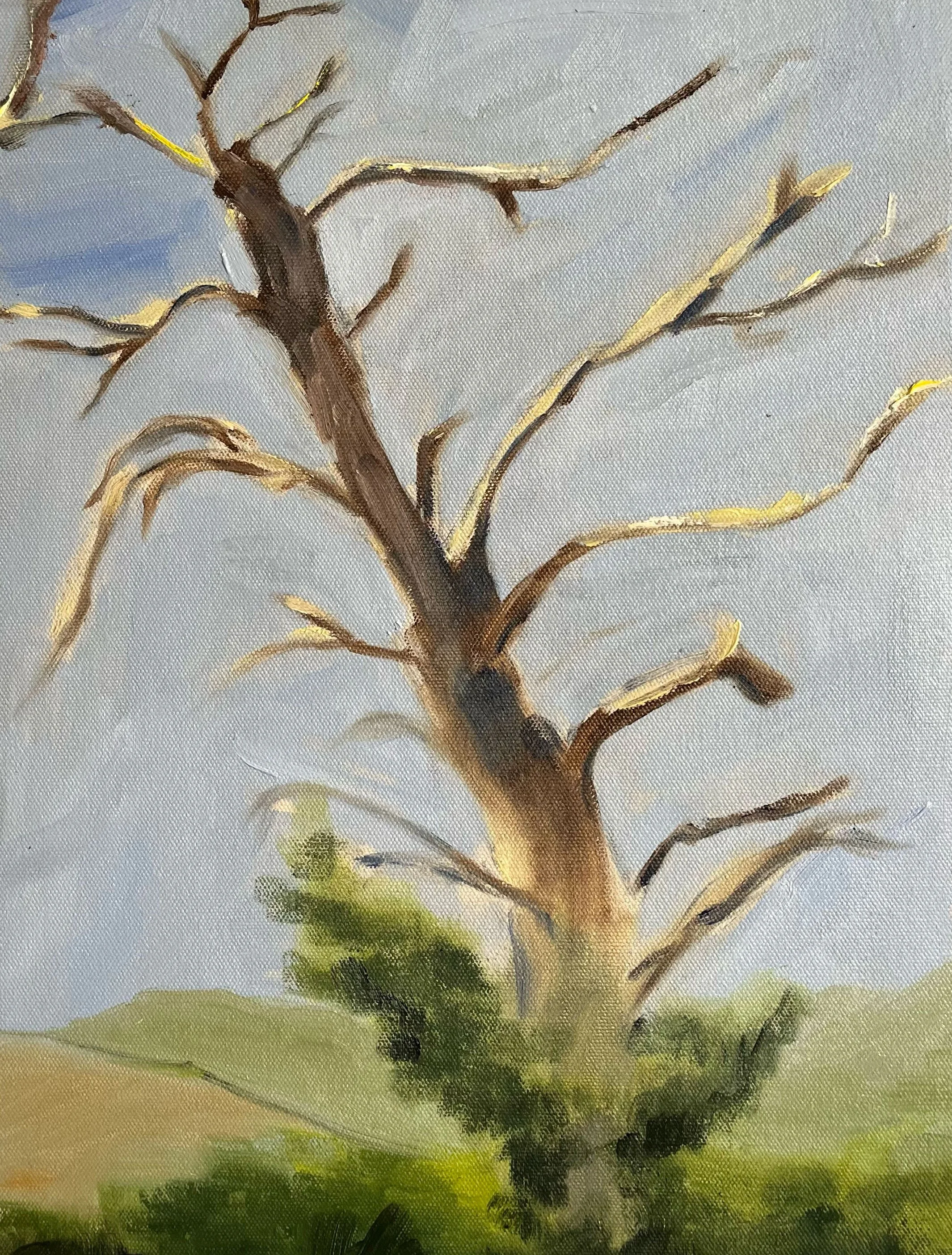 Ghost tree