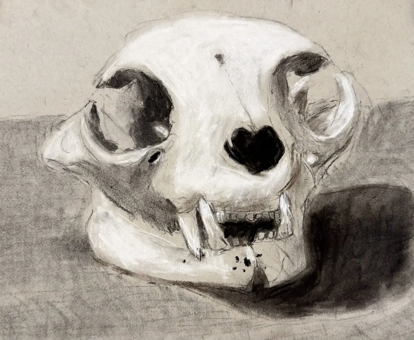 In Advanced Studio, we&rsquo;re finishing up our drawing focus, and while most of our teen artists are still deep in the process, these two wrapped up early&hellip;so we had to share their completed artwork!

One artist studied a cat skull and the ot